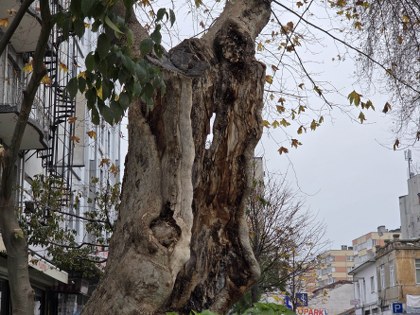 Samsun'da mucize çınar ağacı hayrete düşüyor