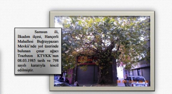 Samsun'da mucize çınar ağacı hayrete düşüyor