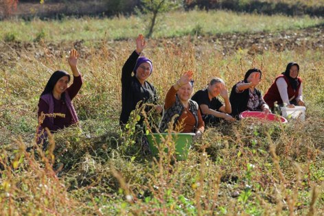 Samsun'da tarımda yeni dönem: Sözleşmeli üretim 