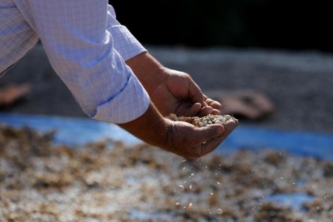 Samsun'da tarımda yeni dönem: Sözleşmeli üretim 