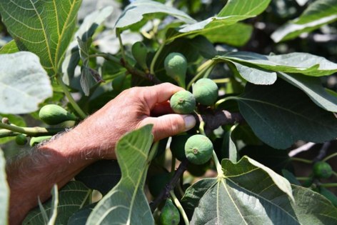 Samsun'da tarımda yeni dönem: Sözleşmeli üretim 