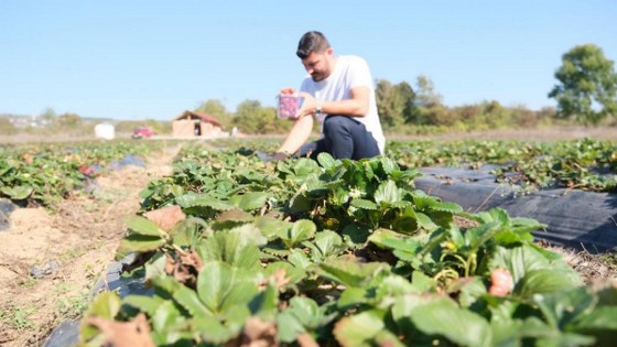 Samsun'da tarımda yeni dönem: Sözleşmeli üretim 