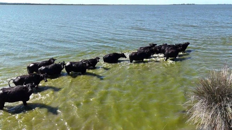 Samsun'da mandalar tehlikede! 