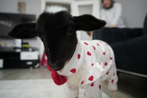 Samsun'da merhamet dersi: Evladı gibi bakıyor 