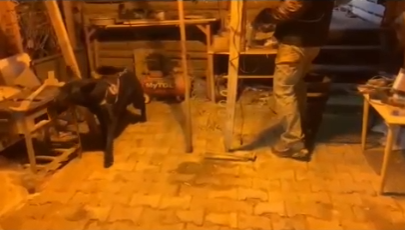 Bağ evine baskın: Düzeneği Tony ortaya çıkardı