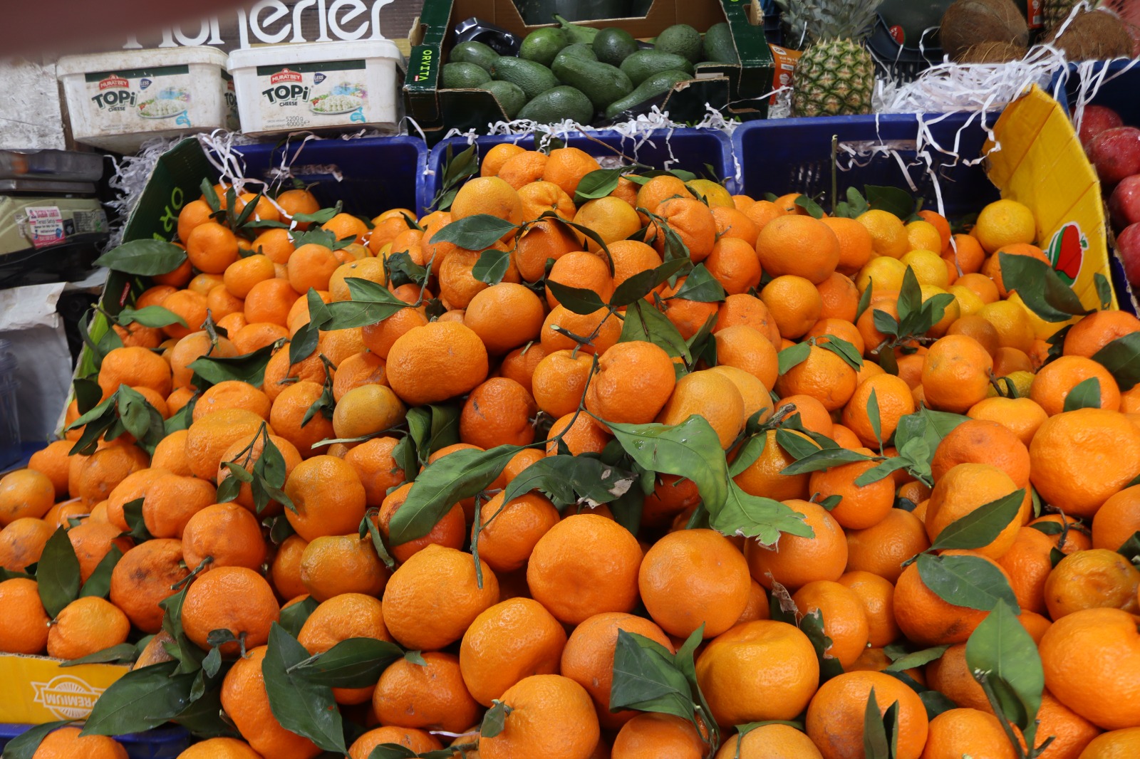 Samsun'da zirai don vurdu, meyve lüks oldu 