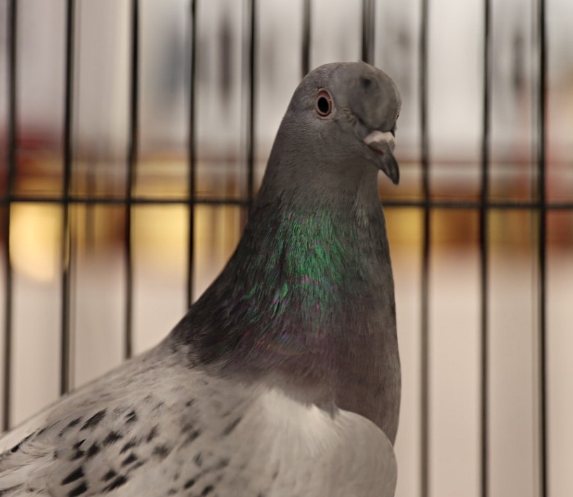 A A 20260111 40227547 40227537 T U R K I Y E D E K I G U V E R C I N S E V E R L E R S A M S U N D A B I R A R A Y A G E L D I