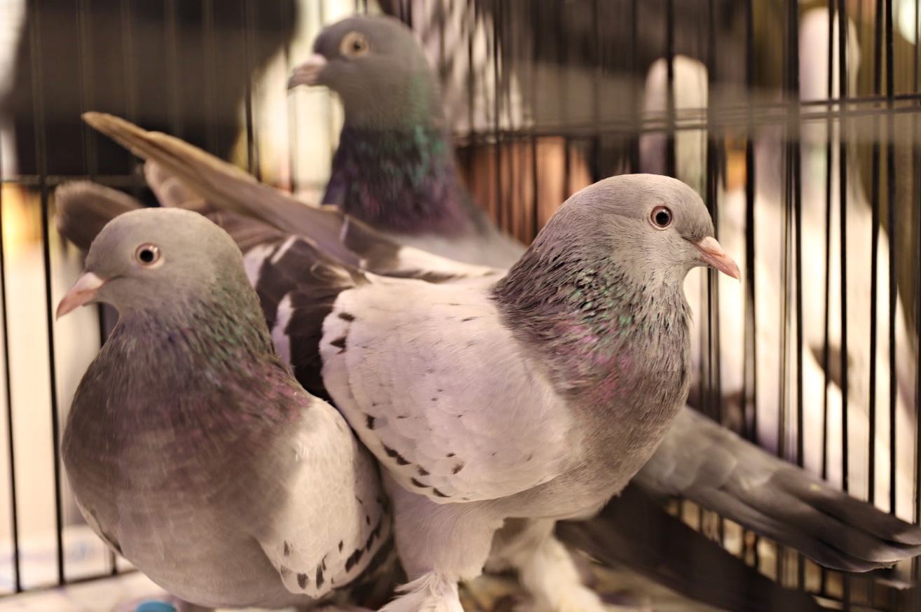 A A 20260111 40227547 40227538 T U R K I Y E D E K I G U V E R C I N S E V E R L E R S A M S U N D A B I R A R A Y A G E L D I