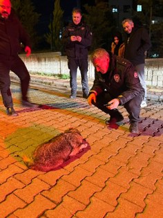 Samsun'da yol ortasında çakal şoku!