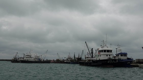 Samsun'da balıkçılar yol gözlüyor: "Hamsinin kafası karıştı"