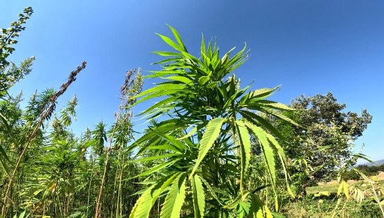 Samsun'da kenevir için son tarih 1 Nisan 