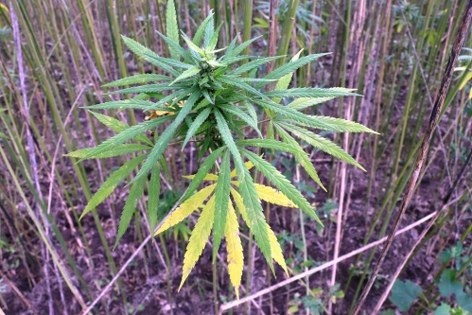 Samsun'da kenevir için son tarih 1 Nisan 