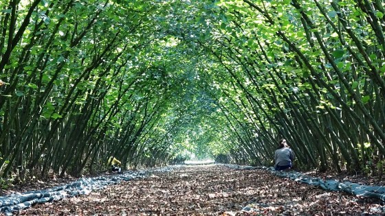 Samsun'da 67 milyon liralık dev tarım hamlesi!