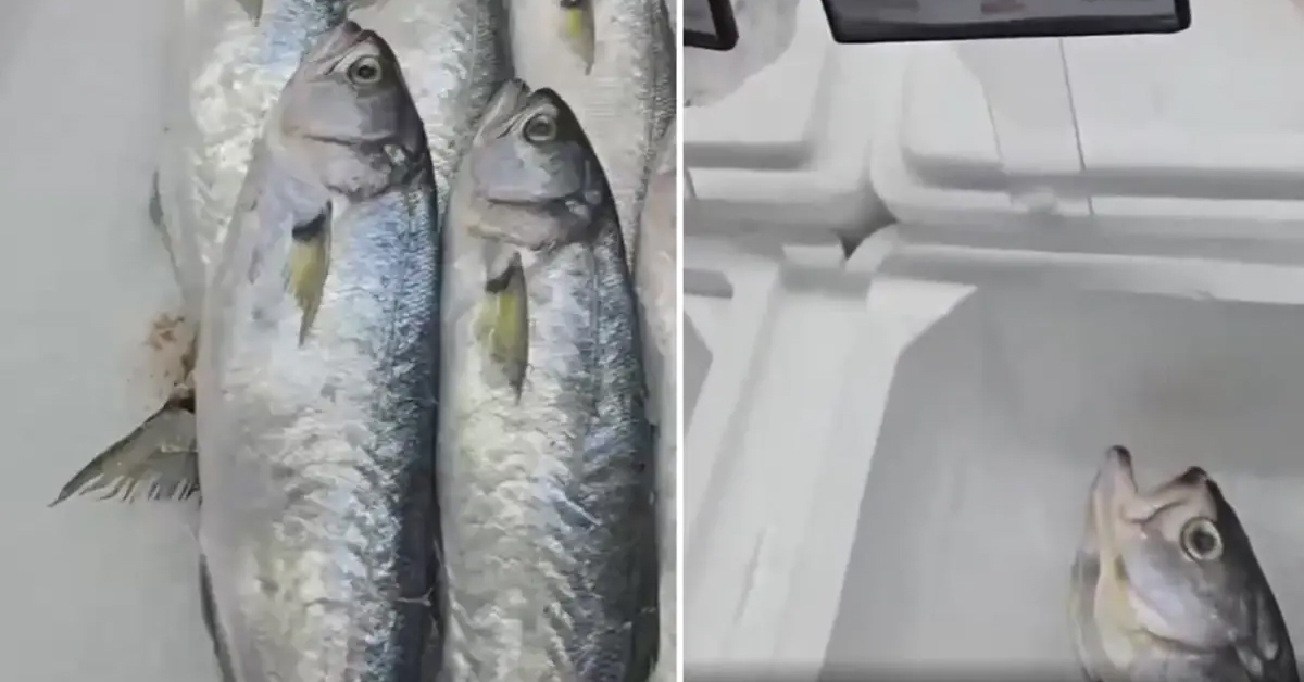 Samsun'da markette şok: Balığın fiyatını gören vatandaş inanamadı