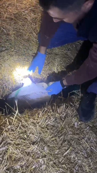 Samsun'da samanların arasında ele geçirildi 