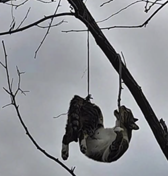 Samsun'da kedi olayında gerçek ortaya çıktı! 