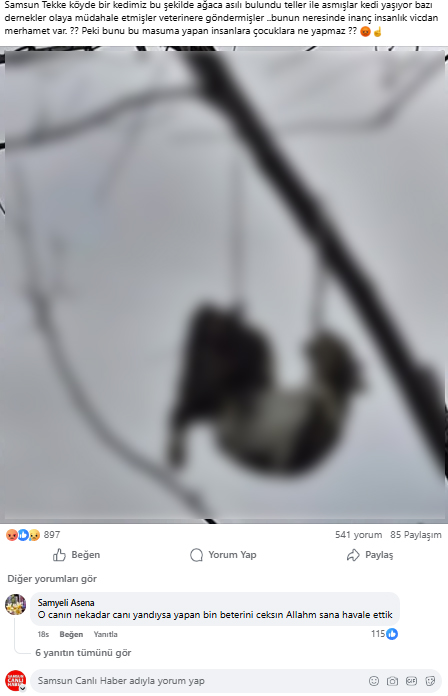 Samsun'da vahşet: Kediyi tellerle ağaca astılar