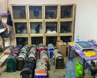 Samsun'da horoz dövüşüne suçüstü: 91 kişi yakalandı