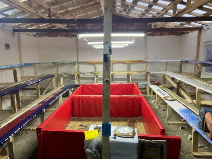 Samsun'da horoz dövüşüne suçüstü: 91 kişi yakalandı