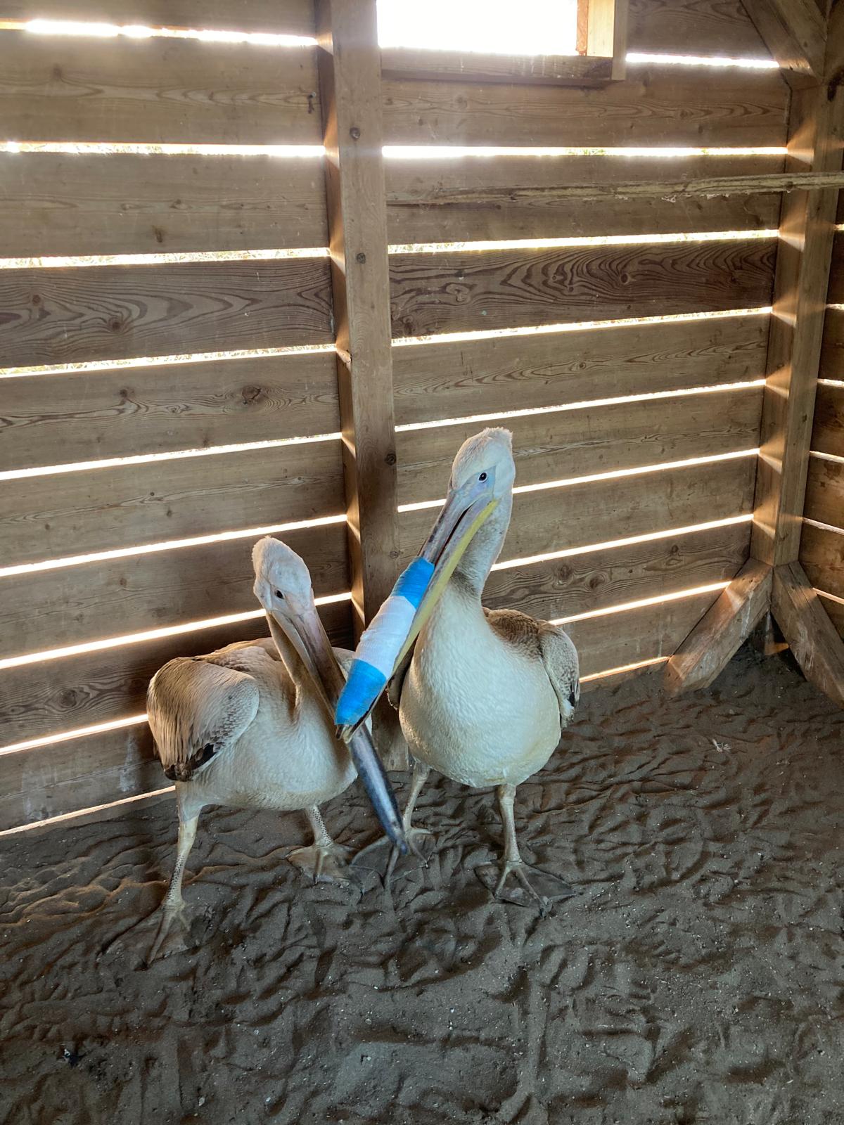 A A 20260204 40454523 40454521 S A M S U N D A T E D A V I L E R I T A M A M L A N A N P E L I K A N L A R D O G A Y A S A L I N D I