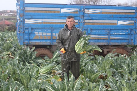 Tarlada 8 lira, rafta 50 lira: Samsun'da üretici tepkili