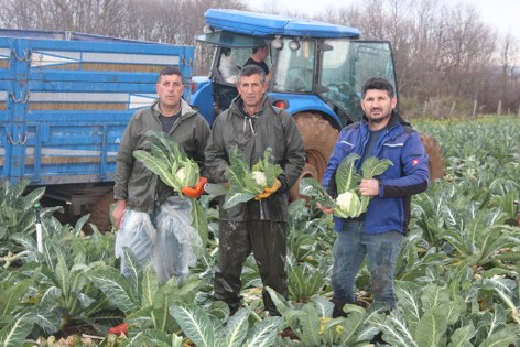 Tarlada 8 lira, rafta 50 lira: Samsun'da üretici tepkili