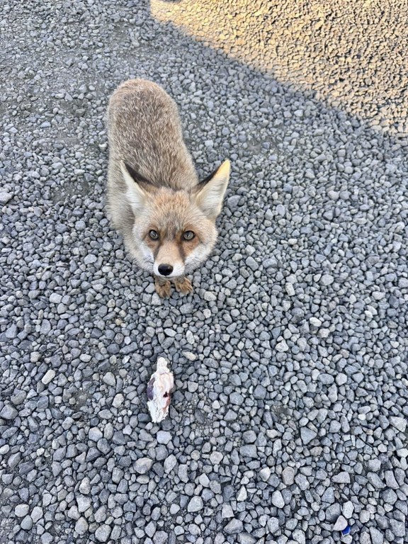 A A 20260220 40620482 40620478 A T I S P O L I G O N U N A B I T K I N H A L D E G E L E N T I L K I B A R U T P O L I S L E R L E D O S T O L D U 576X768