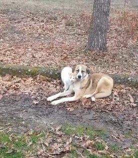 Samsun'da mezarlıkta yürek ısıtan görüntü!