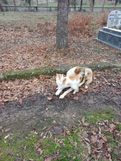 Samsun'da mezarlıkta yürek ısıtan görüntü!