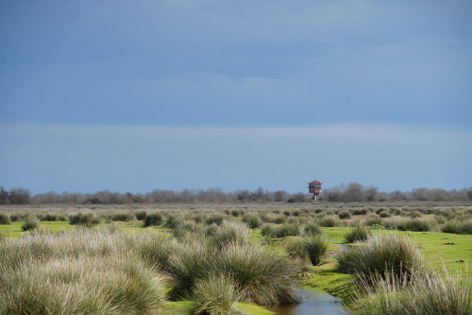 O 27 kuş Samsun'da yaşıyor! 