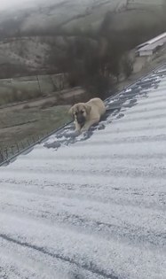 Vicdan kazandı! Samsun yürek ısıtan kurtarma operasyonu 