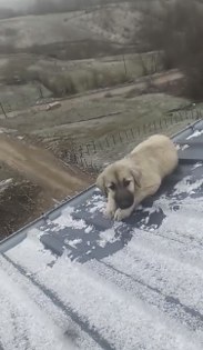 Vicdan kazandı! Samsun yürek ısıtan kurtarma operasyonu 