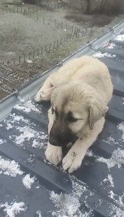 Vicdan kazandı! Samsun yürek ısıtan kurtarma operasyonu 