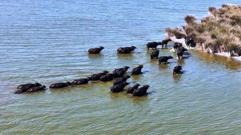 Samsun manda varlığında Türkiye lideri