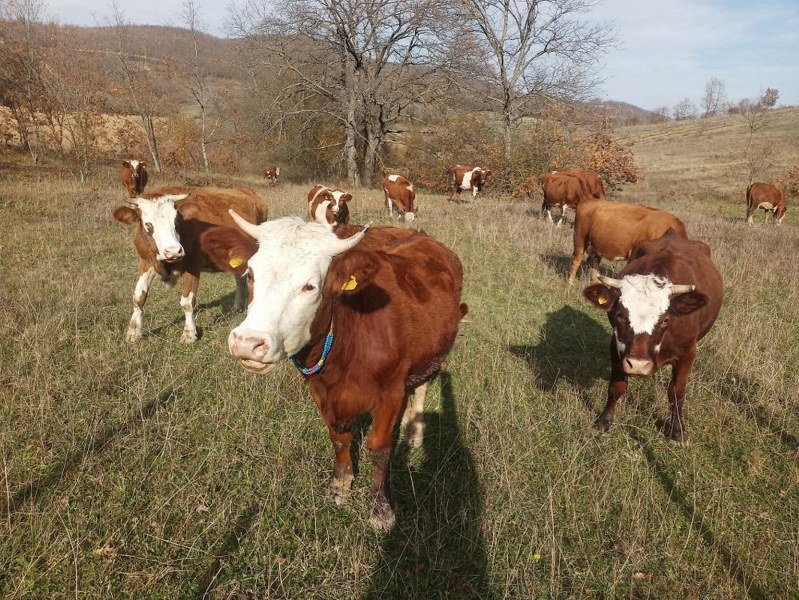 Samsun manda varlığında Türkiye lideri