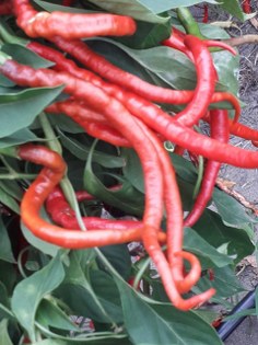 Tescilli lezzet Çarşamba biber tuzu sınırları aşıyor