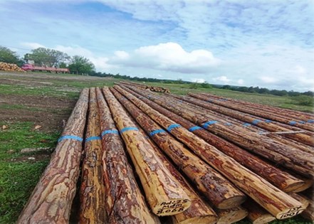 Vezirköprü ilk sırada! Samsun ekonomisine dev katkı