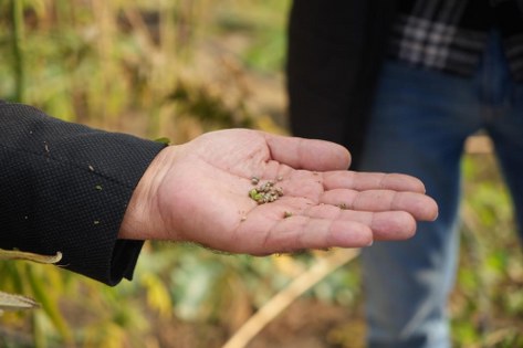 Samsun'da sağlıktan sanayiye kenevir devrimi!