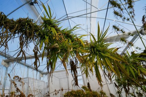 Samsun'da sağlıktan sanayiye kenevir devrimi!