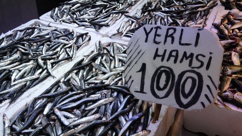 Karadeniz'de balıkçılar şaşkın! 20 yıl sonra bir ilk 