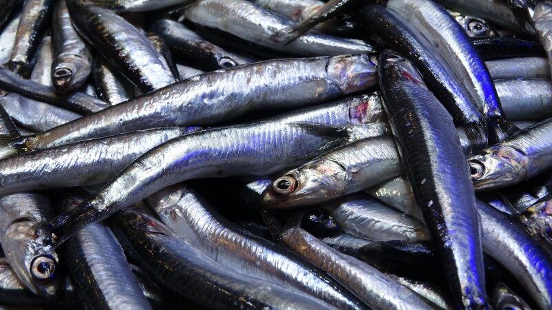 Karadeniz'de balıkçılar şaşkın! 20 yıl sonra bir ilk 