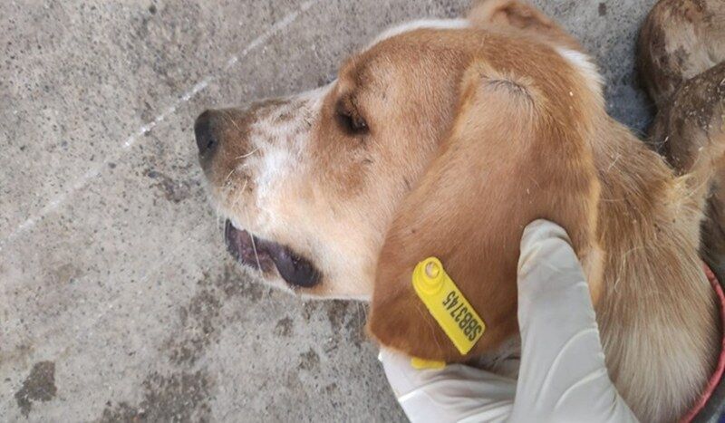 Samsun'da sokak hayvanları için 7,7 milyon TL ödeme 