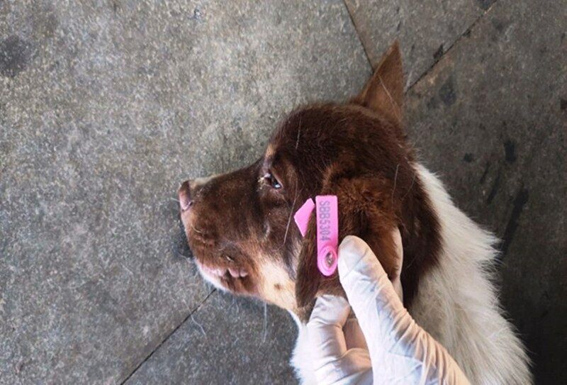 Samsun'da sokak hayvanları için 7,7 milyon TL ödeme 