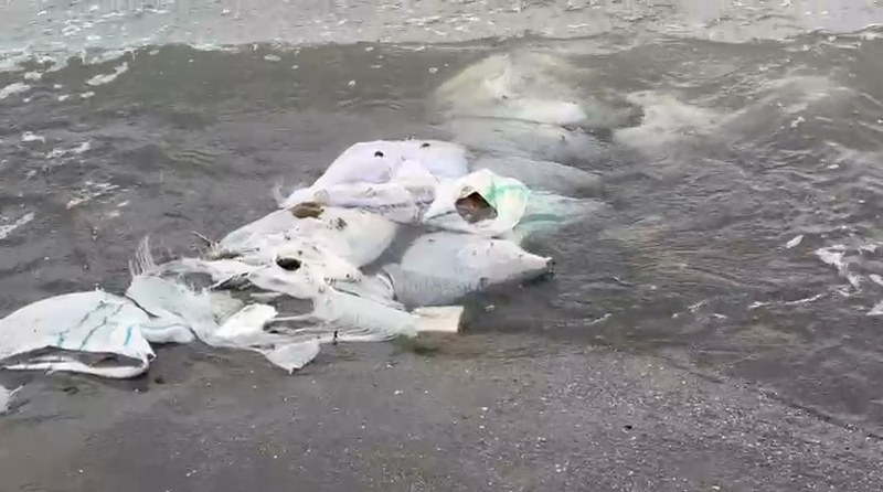Samsun'da vatandaşlar kaydetti: Çuvallarla denize atmışlar 