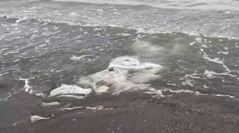 Samsun'da vatandaşlar kaydetti: Çuvallarla denize atmışlar 