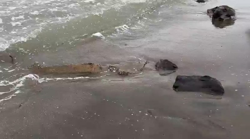 Samsun'da vatandaşlar kaydetti: Çuvallarla denize atmışlar 