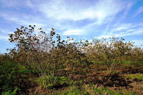 Tarımın kalbi Samsun'da atıyor! 12 üründe ilk 5'te 