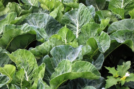 Tarımın kalbi Samsun'da atıyor! 12 üründe ilk 5'te 