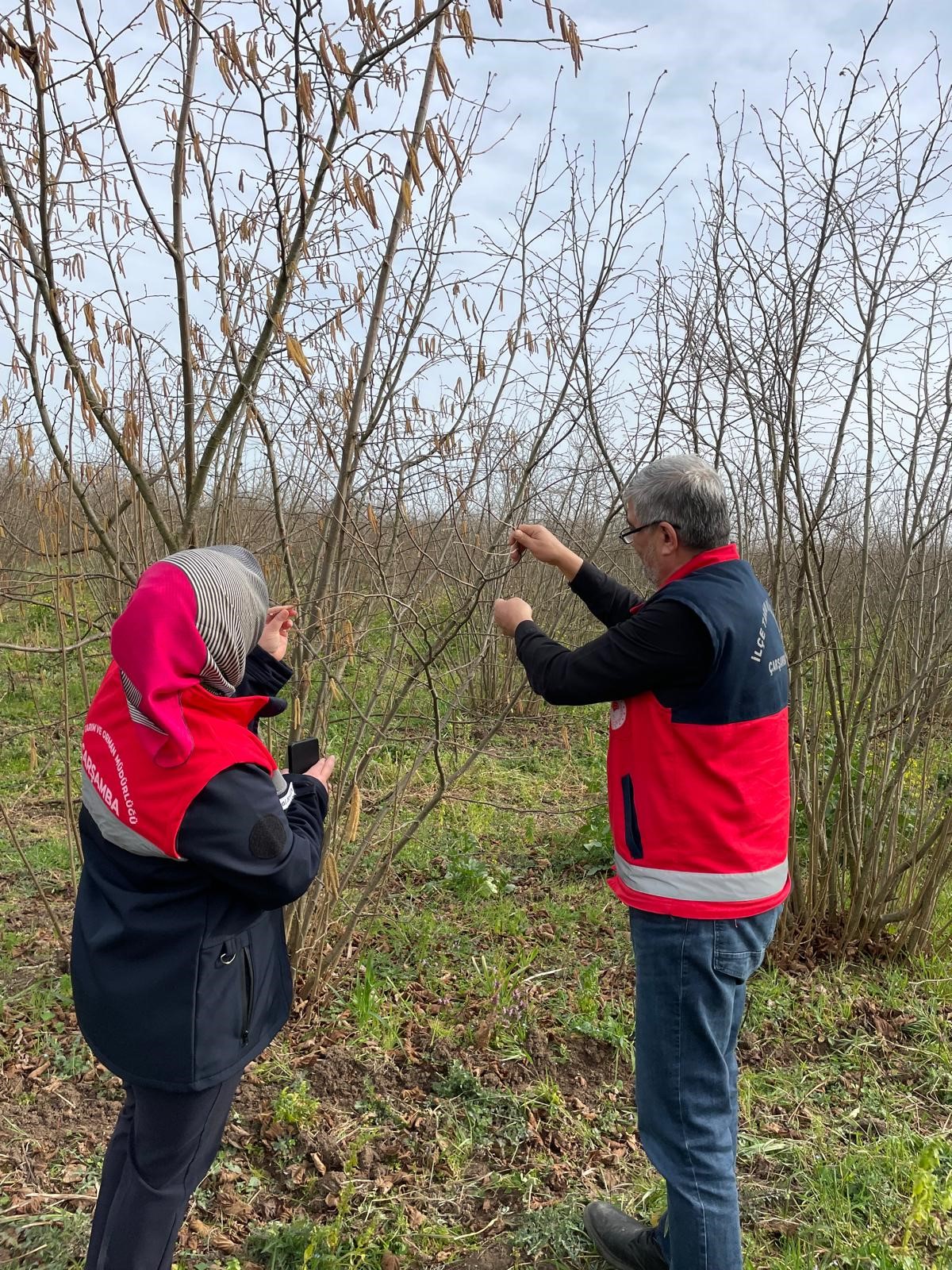 Çarşamba'da Fenolojik Gözlem Ve Destekleme Çalışmaları (2)