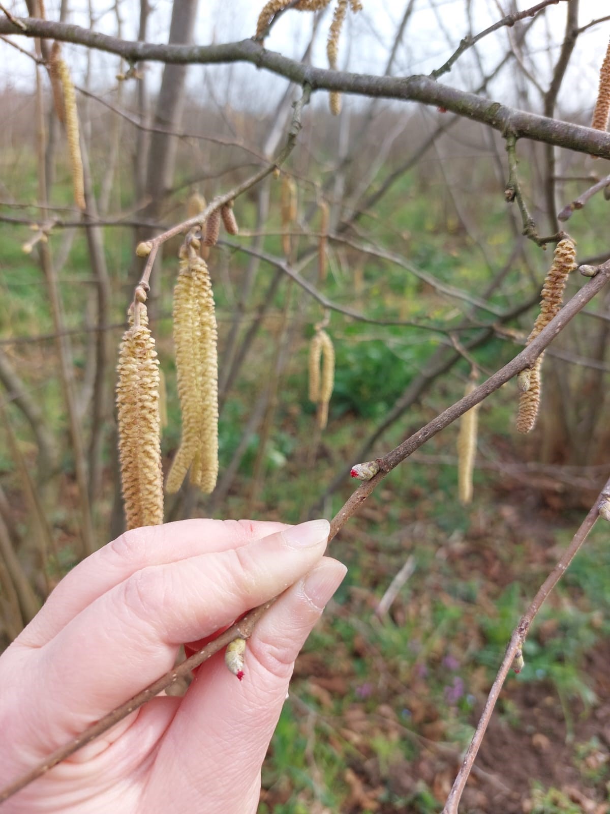 Çarşamba'da Fenolojik Gözlem Ve Destekleme Çalışmaları (3)